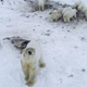 Illustration for article titled Polar Bears Have Invaded A Russian Town—Again